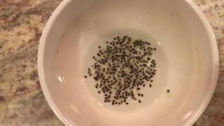 How To Grow a Kiwi Tree or Vine From Seed Days 024 [upl. by Aldric]