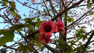 Brachychiton discolor  Lacebark Tree  Lace Kurrajong  Pink Kurrajong  HD 01 [upl. by Lipscomb]