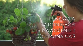 Nawożenie i pielęgnacja Cz 3 – Uprawa truskawek wiszących i pnących w donicach na balkonie [upl. by Skees]