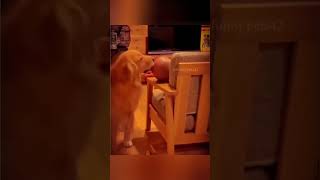 Try Not to Laugh Hilarious Dogs Waking Up Their Owners [upl. by Neira528]