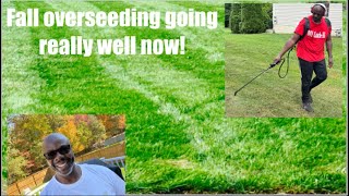 Overseeding Going Well [upl. by Endo]