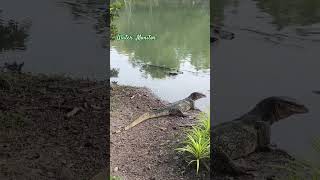 Water Monitor 10112024 nonthaburi thailand thailandtravel watermonitor [upl. by Attenoj]