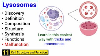 Lysosomes structure and function  Complete concept with Tricks  J Biology [upl. by Erwin522]