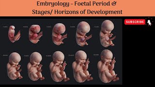 Foetal Period and Stages or Horizons of Development Anatomy mbbs education [upl. by Aniratac112]