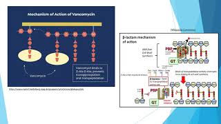 basic science 4 Antibiotics [upl. by Wolfe]