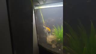 36 Bow Front Aquarium Angelfish and Loach Update [upl. by Neetsuj]