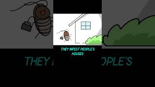 Why did I start breeding roaches [upl. by Navillus]