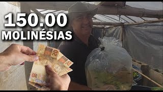 DEU LUCRO ESSE PEIXE MOLINESIA NEGRA 150 REAIS Canal Saalada [upl. by Alletsirhc]