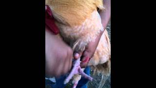 Removing spurs from a rooster easy spur removal [upl. by Milburr630]