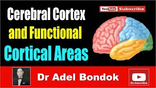 Cerebral Cortex and Functional Areas Dr Adel Bondok [upl. by Rebbecca157]