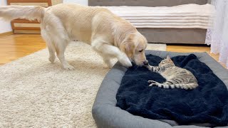 Golden Retriever Reacts to Cat in His Bed [upl. by Otrebilif]