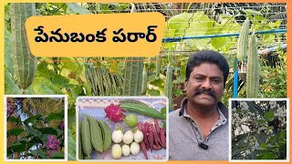 పేనుబంక పరార్  Get rid of Aphids naturally  Baking soda [upl. by Aihsatal]