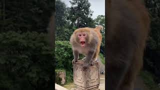 Angry Monkey Attack Bandar Ka Gussa Dekho 🐒🔥  Monkey Gone Wild trending youtubeshorts [upl. by Noval]