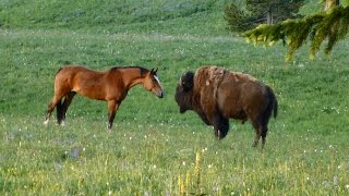 Bison meets horses Part 2 Nose touch [upl. by Walden]