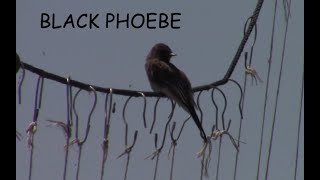 BLACK PHOEBE [upl. by Thormora877]