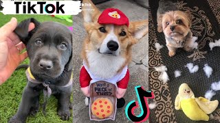 TikToks That Make You Go AAWWW  Funny Dogs of TIK TOK  Try Not to Laugh [upl. by Namzzaj]