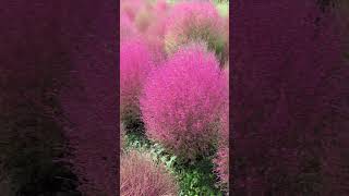 Kochia scoparia Burning Bush Grass [upl. by Ruffo324]