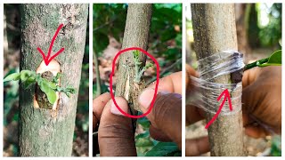 Easy Grafting Method  Bonsai Trees [upl. by Enak519]