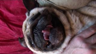 Pug BITES ME repeatedly after nail trim [upl. by Naesad]