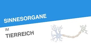 SINNESORGANE IM TIERREICH  Biologie  Neurobiologie und Verhalten [upl. by Ajak533]