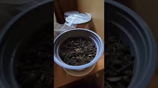 Fast way to Grow 🌱STAGHORN SUMAC🌱 from the Seed Rhus typhina [upl. by Florentia130]