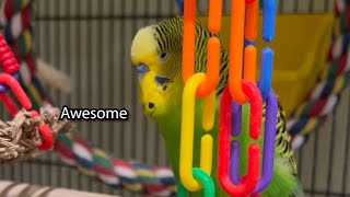 Awesome  Boba the Budgie  Talking Parakeet [upl. by Carley]