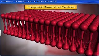 CBSE Class 11 Biology  Biomolecules Part 1  Full Chapter  By Shiksha House [upl. by Eduino]