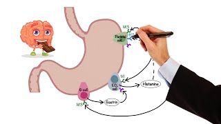 Pharmacology  GASTROINTESTINAL AND ANTIEMETIC DRUGS MADE EASY [upl. by Eniretak]