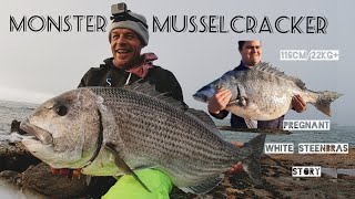 A FISH OF A LIFETIME II MONSTER Musselcracker amp White Steenbras [upl. by Erehs]