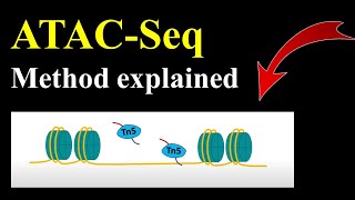 ATAC Seq ATAC sequencing [upl. by Os11]