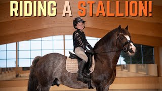 RIDING A STALLION Harlow rides Ringo the Stallion Pony at Forest Oaks Equestrian [upl. by Inimak]