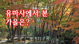 유마사에서 본 가을은 [upl. by Livesay708]