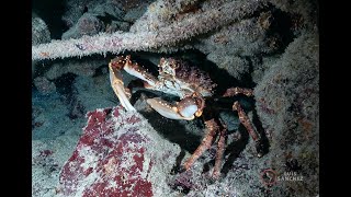 Restoring herbivory King Crab mariculture potential [upl. by Aneeuqahs]