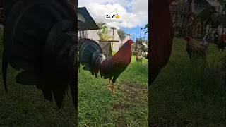 Karl Benedict Game Farm redkelso kelso polomolok tupi tampakan mindoro cagayandeoro [upl. by Amaleta]