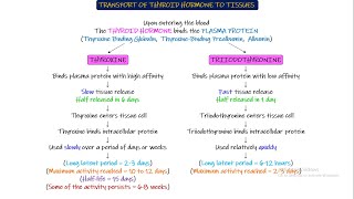 Transport of Thyroid Hormone to tissues Chapter 77 part 3 Guyton and Hall Physiology [upl. by Asyle]