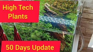 High Tech Planted Aquarium 51 Days Update [upl. by Swiercz]