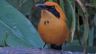 Closeup Of Rufous Motmot Shows Minor Changes In Its Plumage At Panama – Oct 10 2024 [upl. by Loree115]