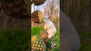 rabbit eating anaras satisfying cute fruit [upl. by Huxham]