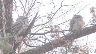 Australian Tawny Frogmouth Owl call amp mating [upl. by Redwine400]