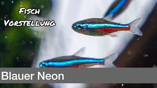 Blauer Neon  Paracheirodon simulans  Liquid Nature Fisch Vorstellung [upl. by Stratton440]