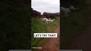 Salukis Puppy Zoomies 💨 saluki puppy dogshorts shorts cutepuppies [upl. by Wane]