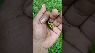 the largest shiny beetle I have ever found its kind insects nature beautifulinsects1645shotrs [upl. by Salina]