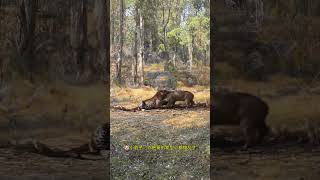 Leopard catches warthog lion comes to chase away leopard Leopard catches warthog lion comes to [upl. by Ayel848]