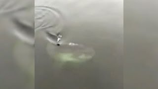 Shark sighting Video of massive fish in NS goes viral [upl. by Anitaf]