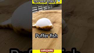 Puffer fish 😱 shortvideo fishing [upl. by Gut]