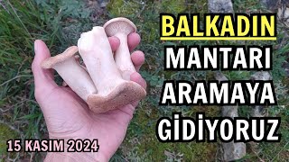 Balkadın Mantarları Aramaya Gidiyoruz Bugün Kendimiz İçin Topluyoruz 15 Kasım 2024 [upl. by Inalem]