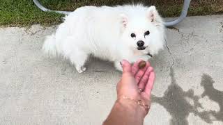 Beloved Pets Flea and Tick Prevention Chewable Pills  Do They Work [upl. by Mundt]