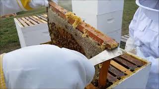 2024 Iowa Italian Carniolan Saskatraz Packaged Honey Bees Nucs Free Shipping Queen Bees For Sale [upl. by Ahsaela]