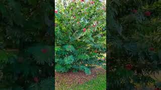 A Lovely Flower Tree Calliandra Haematocephala  Powder Puff Plant  Orange City Florida [upl. by Amargo938]