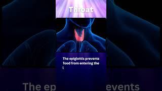 Amazing Throat Facts Every Kid Should Know biology naturecuriosities skincareroutine [upl. by Florella]